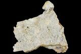 Fossil Coral Colonies (Thamnasteria & Thecosmilia) - Germany #157330-1